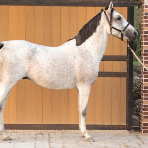 Alsultan Equestrian Club and Stables