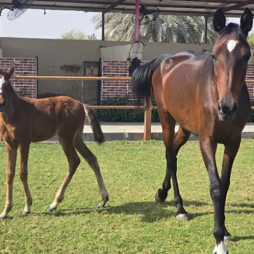 Alsultan Equestrian Club and Stables