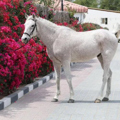Alsultan Equestrian Club and Stables