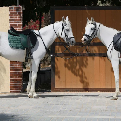 Alsultan Equestrian Club and Stables